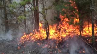 Prescribed burning in Clemson on fants grove