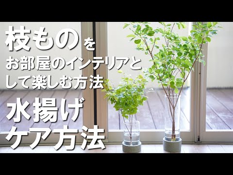 How to enjoy branches as room decor - we'll teach you how to water
