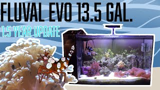 1.5 Year Update and Thoughts on the Fluval Evo 13.5 Gallon Tank  Sexy Shrimp, Clownfish & Coral