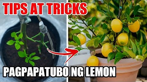 TIPS & TRICKS FOR SUCCESSFUL CLONING OF LEMON TREE