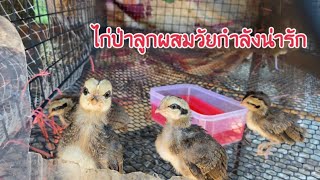 ลูกไก่ชุดที่ 1 อายุ 2 อาทิตย์