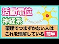 [薬学部×看護学部]薬理でつまずかない為にはコレ！？神経系から活動電位まで徹底解説！