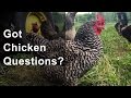 Got chicken questions?