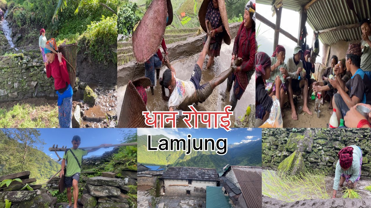 Dhan Ropai lamjung #bhujungvillage #lamjung #villagelife #youtubevideo #frends #viralvideo #keeplovi