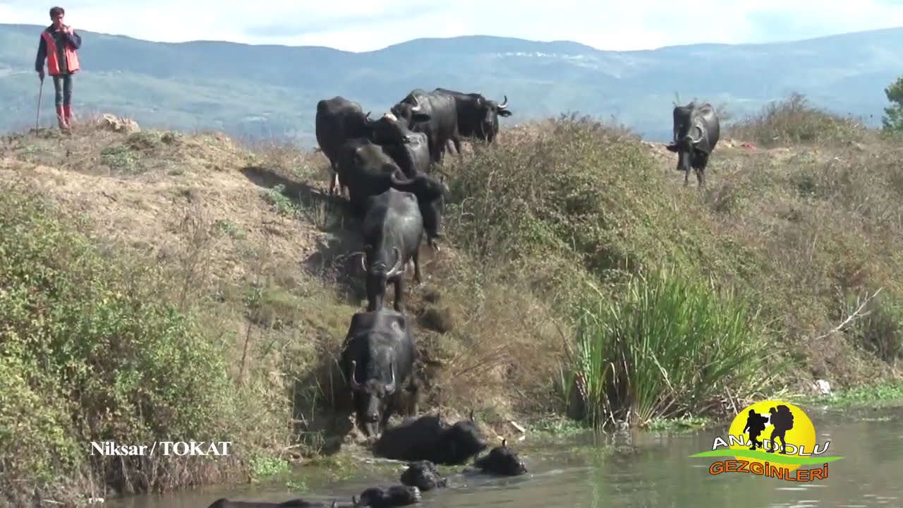 TOKAT NİKSAR 2 BÖL PART 1