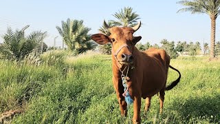 ماذا تعرف عن أبقار الزيبو العراقية What do you know about Iraqi zebu cows and important information