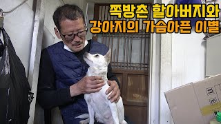 쪽방 사는 할아버지가 강아지 3마리 보내며 눈물을 흘렸습니다