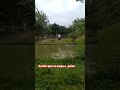 pescada boa