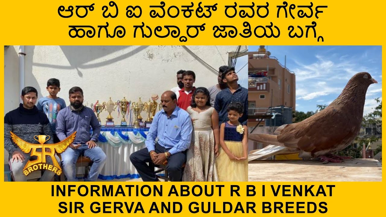 ಆರ್ ಬಿ ಐ ವೆಂಕಟ್ ರವರ ಗೇರ್ವ ಹಾಗೂ ಗುಲ್ದಾರ್ ಜಾತಿಯ ಬಗ್ಗೆ| R B I Venkat sir gerva and guldar breeds