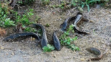 Khai cần đầu xuân cá lóc quá trời vs Hunter V4 (p9) #câucálócTâyNguyên