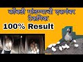 ह्या पध्दतीने कोंबडी मांडा 100% सगळी पिल्ले निघतील.( kukut palan).