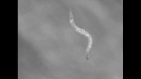 Mechanically induced gait transition in swimming nematodes