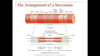 Chapter 10 - Muscle Tissue Part 2