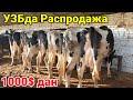 Моллар РАСПРОДАЖА булябди мана видеоси