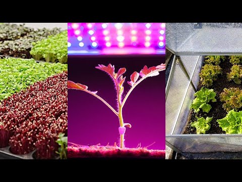 Video: Seleriju stādu pieskrūvēšana - ko darīt, ja selerijas augam ir ziedi