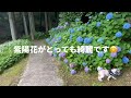えれなとプウちゃんのお散歩動画です　#ゴールデンレトリバー #シーズー #大型犬のいる生活 #癒し #犬のいる暮らし #可愛い 