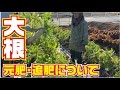 大根の元肥・追肥について#Shorts
