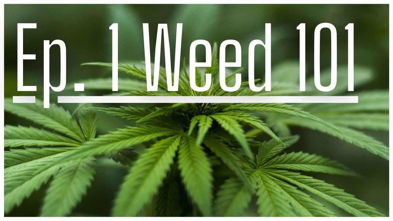 Weed 101