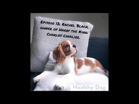 Episode 12: Rachel Black, owner of Harry the King Charles Cavalier