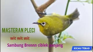 masteran pleci wit wit sambung bren ciblek. #pleci #whiteeyebird