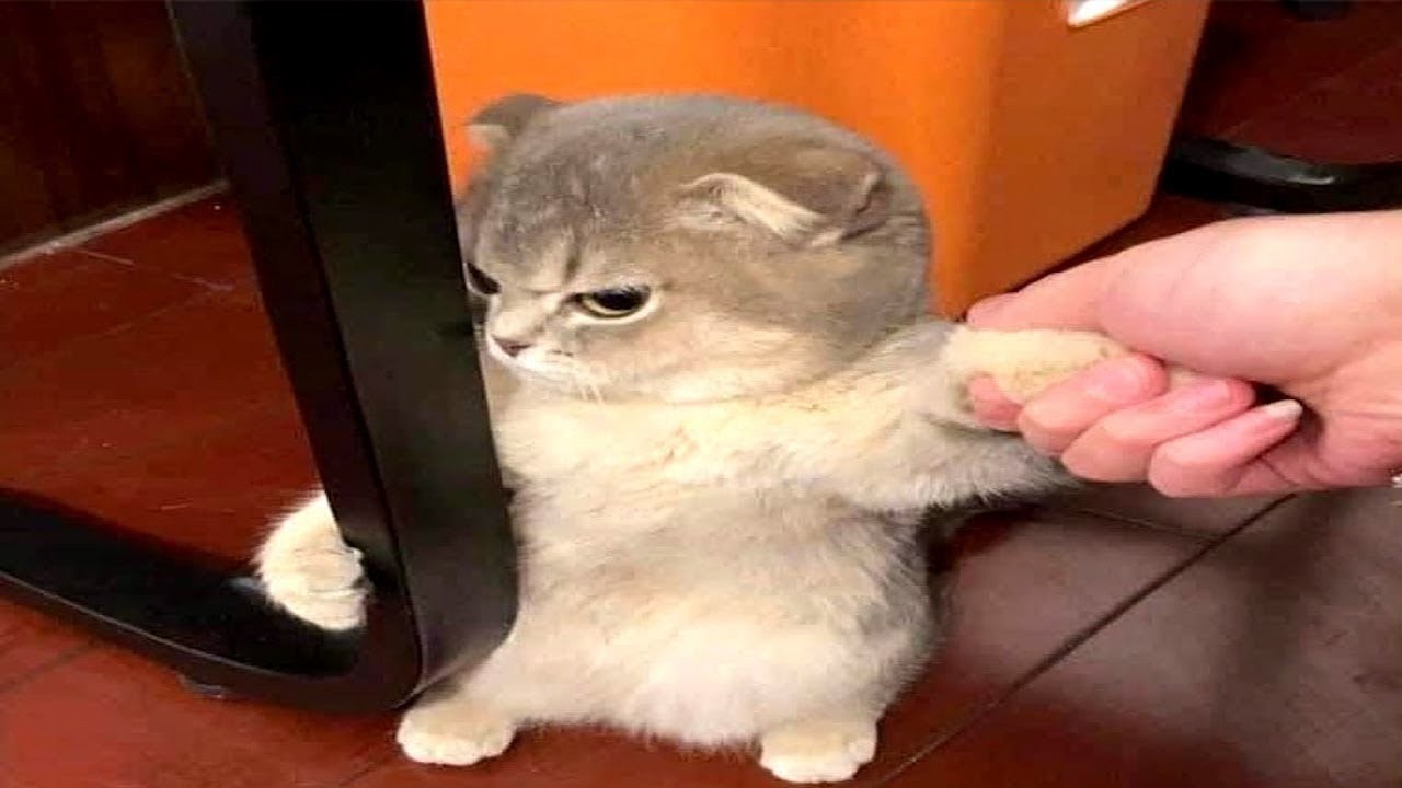 Feeling Tired? Watch These Funny PET Moments 😄 #72