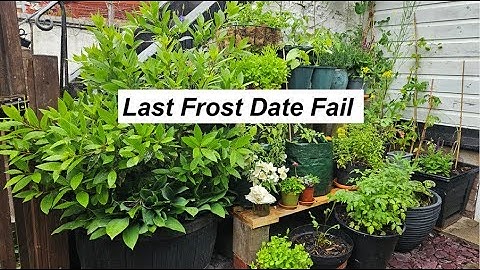 Managing a mid-May frost
