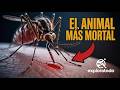 El insecto que mata más humanos en el mundo, Anopheles Mosquito, curiosidades sobre el mosquito