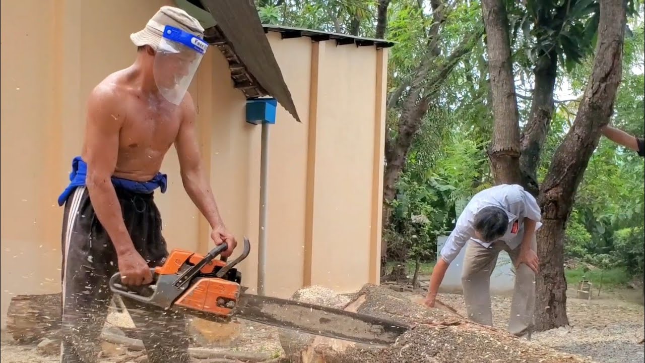 Shock! Master of chainsaw cut down a giant Nacre tree - YouTube