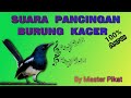 Suara Pancingan Burung Kacer Paling Ampuh By Master Pikat Mp3 - Mp4 Download