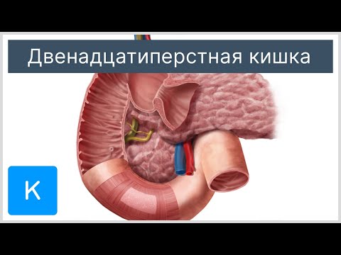 Видео: Является ли двенадцатиперстная кишка органом?