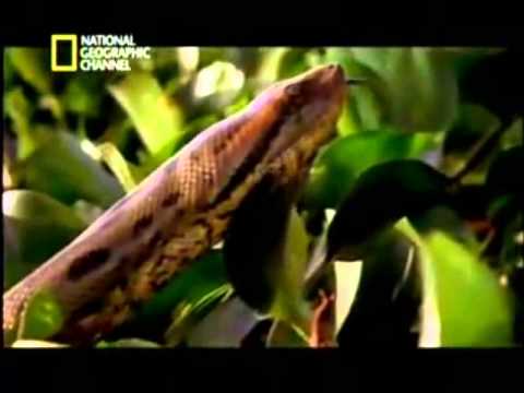 საბუნებისმეტყველო კლუბი-ანაკონდა