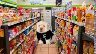 Download ASALTO EN EL OXXO PERRITOS CON DEPRESION FALSA Mp3 and Video ASALTO EN EL OXXO PERRITOS CON DEPRESION FALSA