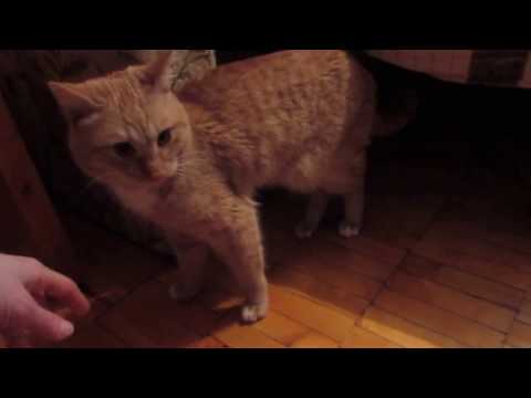 25.01.2017 Страсти КОТОВЫ / Двигающаяся коробка /
