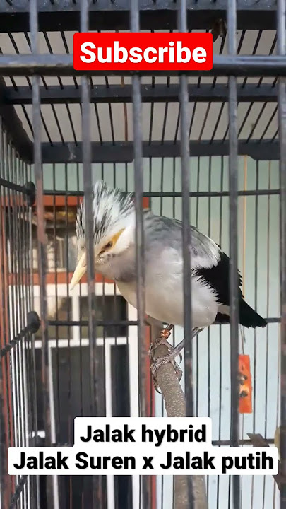 Jalak Hybrid Silangan Jalak Suren x Jalak Putih