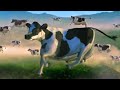 FUNNY COW DANCE 5 │ Cow Song & Cow Videos