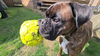 Boxer brothers Rex and Sammie from Sweden having a good time in the lovely spring weather 😎 by BoxerRex 1,606 views 7 days ago 2 minutes, 10 seconds