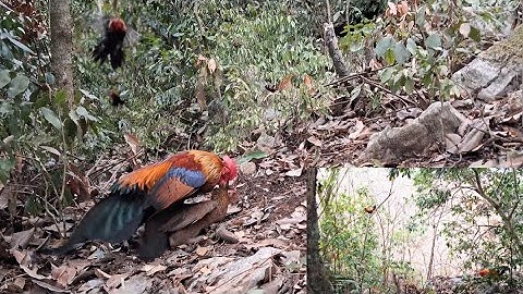 Huấn luyện gà mồi gáy cực phê. Muab qaib dib ua video zoo saib kaws li nawb