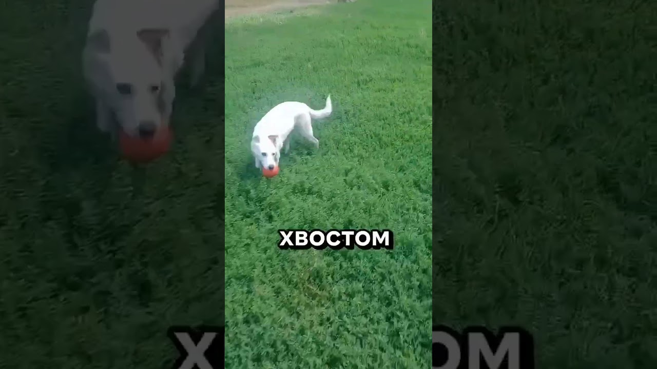 Первый в жизни пёс 