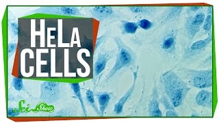 Immortal Cells Turn 96 Immortal Cells Turn 96