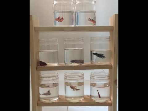  Rak  Ikan  Cupang  dari  Bahan Kayu  Pallet YouTube