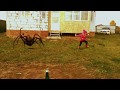 Ужас!!! Нападение гигантских пауков!!!