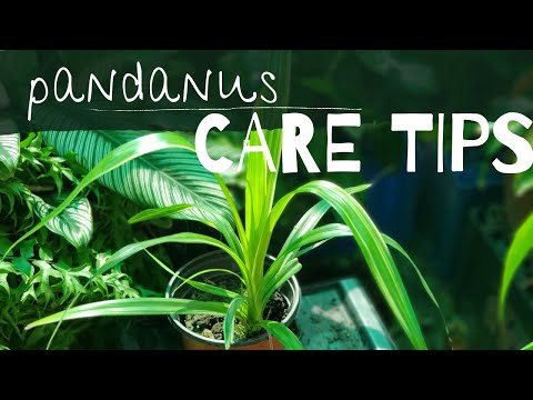 Videó: Pandanus Veitch