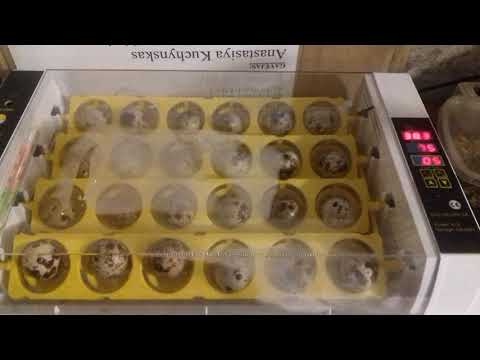 Video: Koks pagrindinis skirtumas tarp inkubatoriaus ir orkaitės?