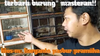 terbaru burung' masteran!! kios m. haryanto pasbur pramuka