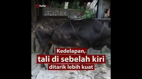 Cara jitu merobohkan sapi kurban