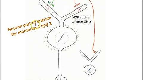 Finding the Engram part 8 allocation