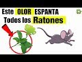 ⛔Esto les Causa Terror a Los RATONES🐭 Hasta el Punto en Que se Van de la Casa y No piensan regresar