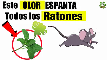 ¿Cómo averiguar por dónde entran los ratones?