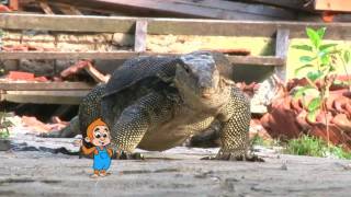 Download Lagu DUNIA BINATANG - BUKAN REPTIL BIASA (17/7/17) 3-1 MP3