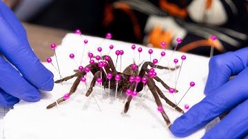 Learn Taxidermy, Wet Specimen Preservation & Bug Pinning at The Oddities & Curiosities Expo